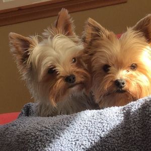 Meet your Posher, Lucy